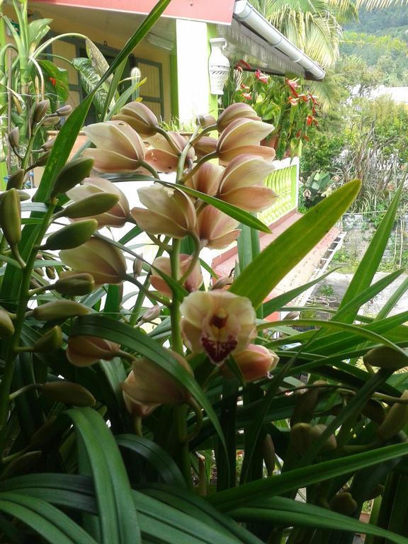 Chambres D'Hotes L'Orchidee Rose Salazie Exterior photo